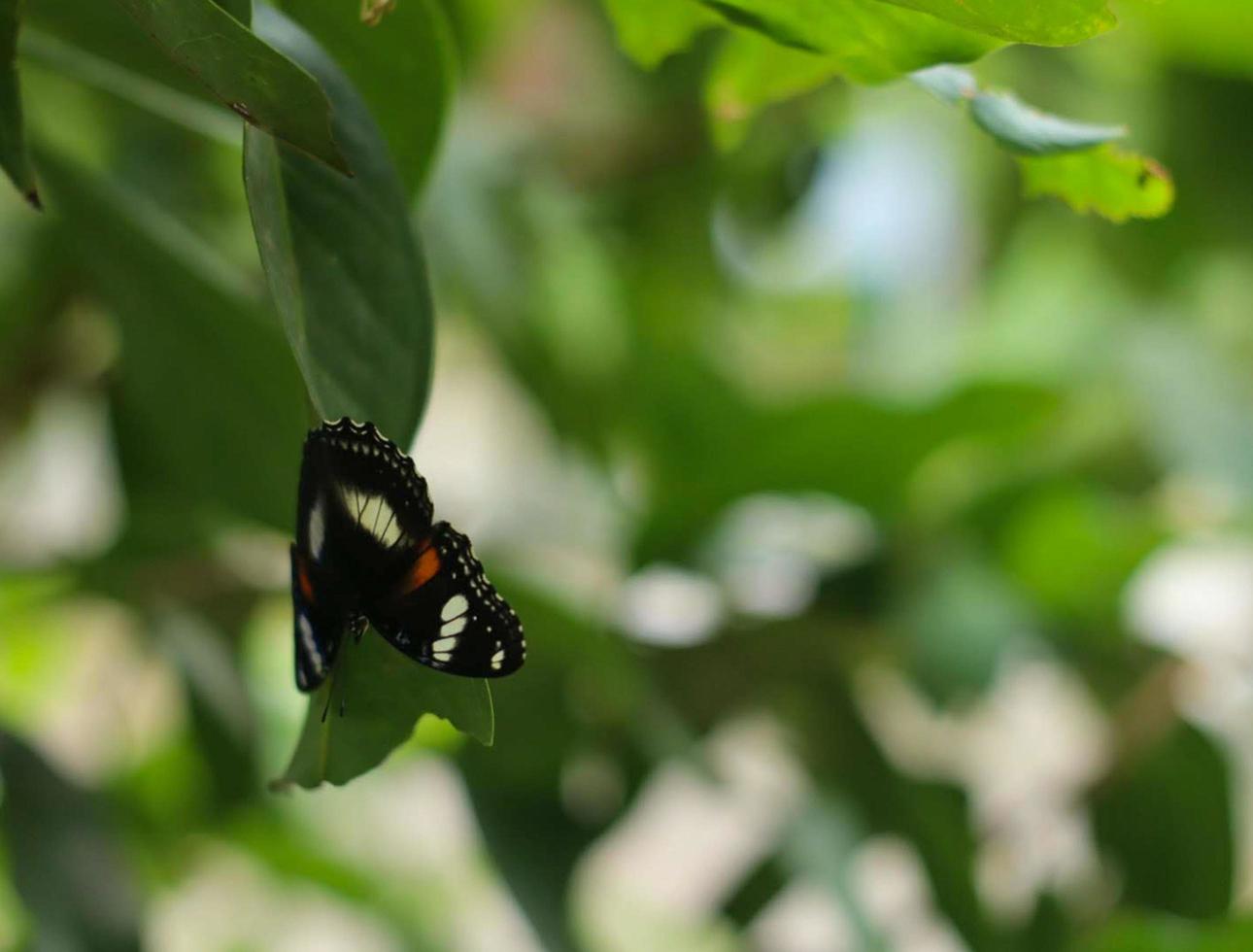 butterfly perched hiding in the leaf photo