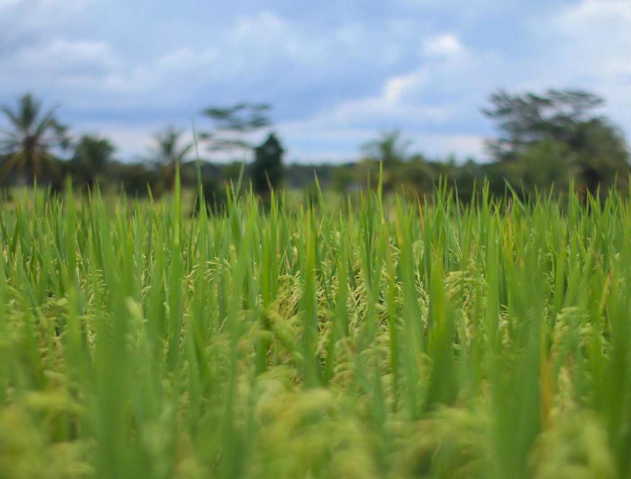 Yellow rice in the rice field blur effect photo