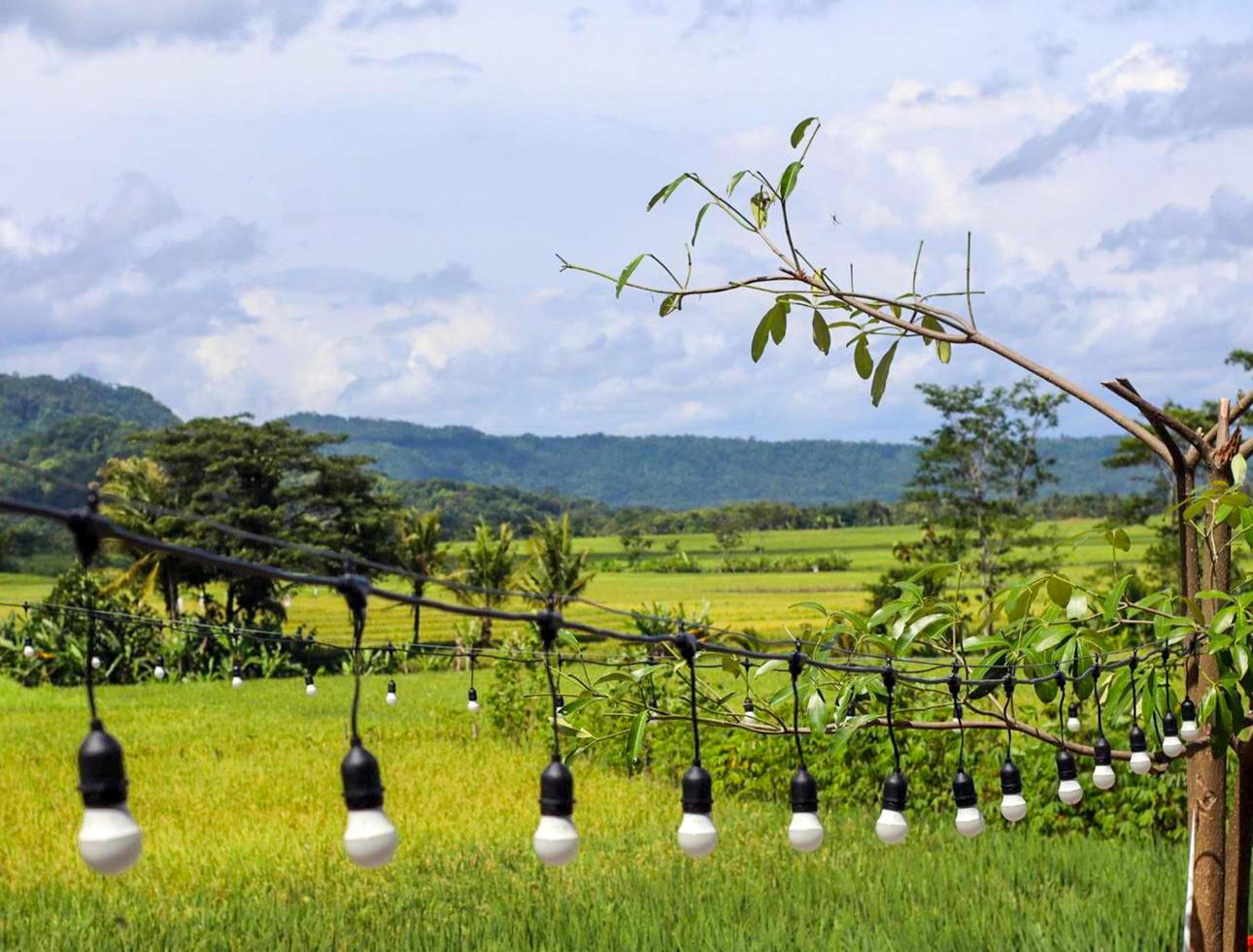 The light in the middle of the rice field blur effect photo