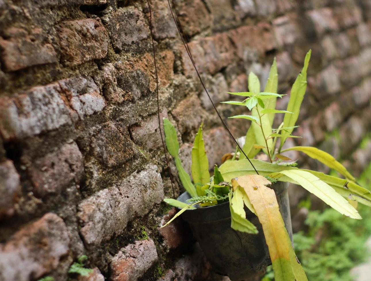 Cactus leaves growing in a pot hanging on the wall blur effect photo