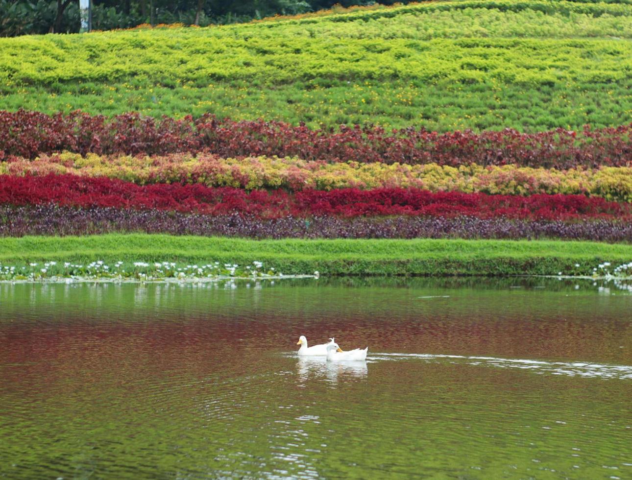 A pair of ducks swimming in the lake blur effect photo