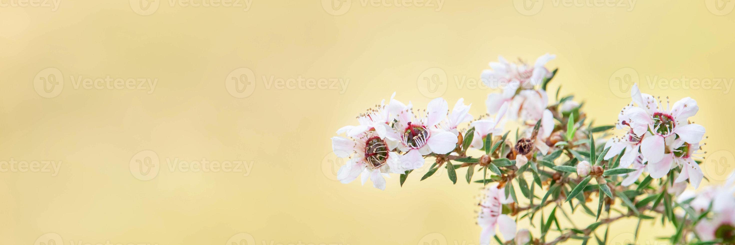 White manuka tree flowers bloom with yellow blurred background photo