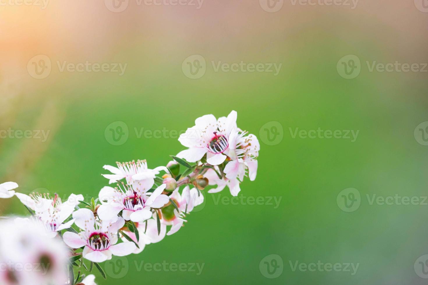 las flores blancas del árbol manuka florecen con un fondo verde borroso foto