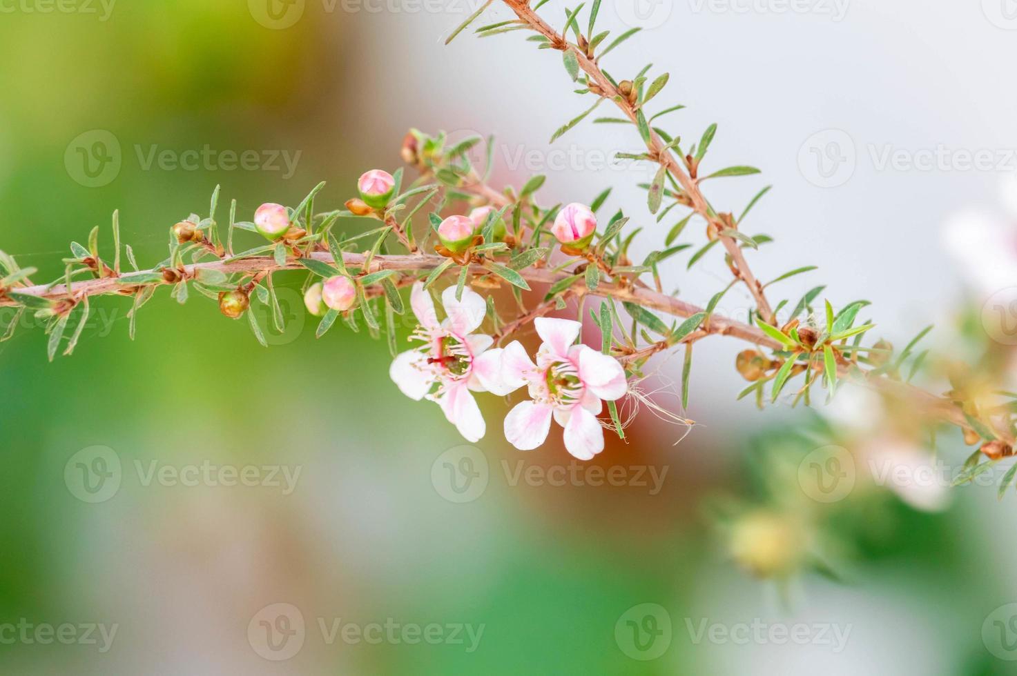 las flores blancas del árbol manuka florecen con un fondo verde borroso foto