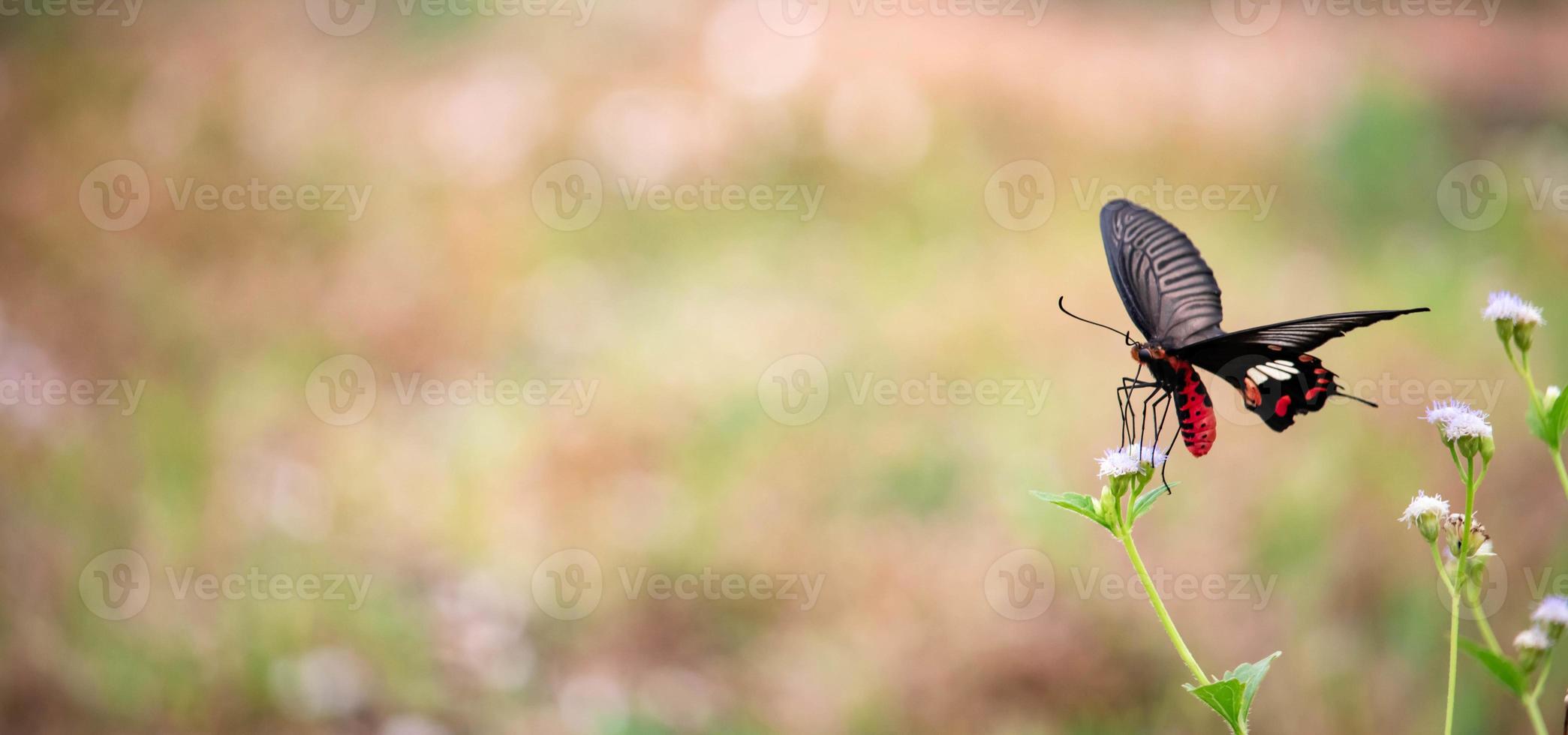 Butterfly and  flower nature with  blurred background photo