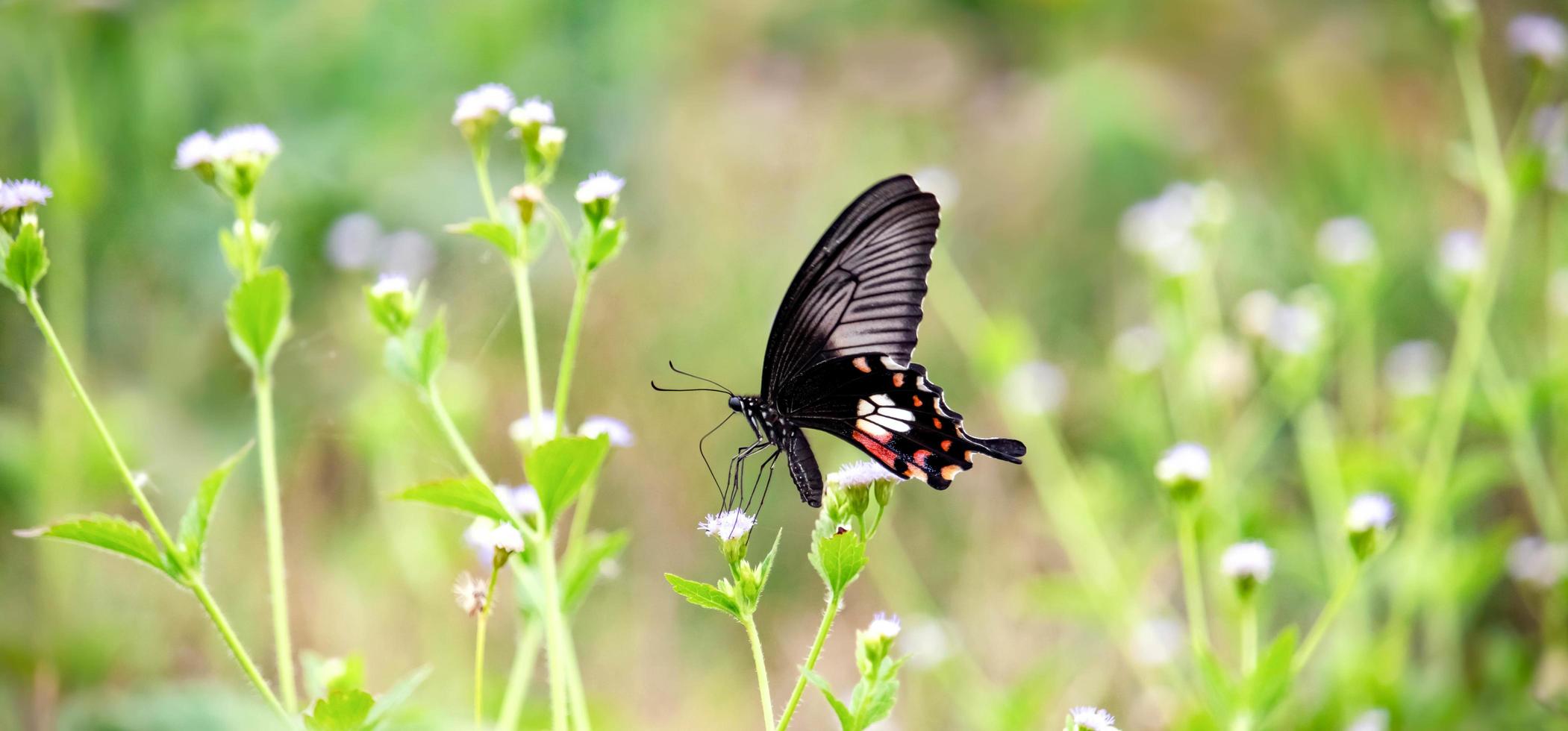 naturaleza de mariposas y flores con fondo verde borroso foto