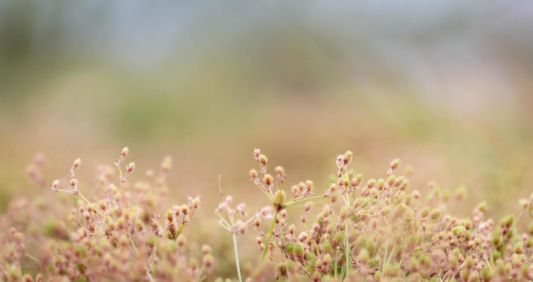 naturaleza de campo de hierba con fondo borroso foto