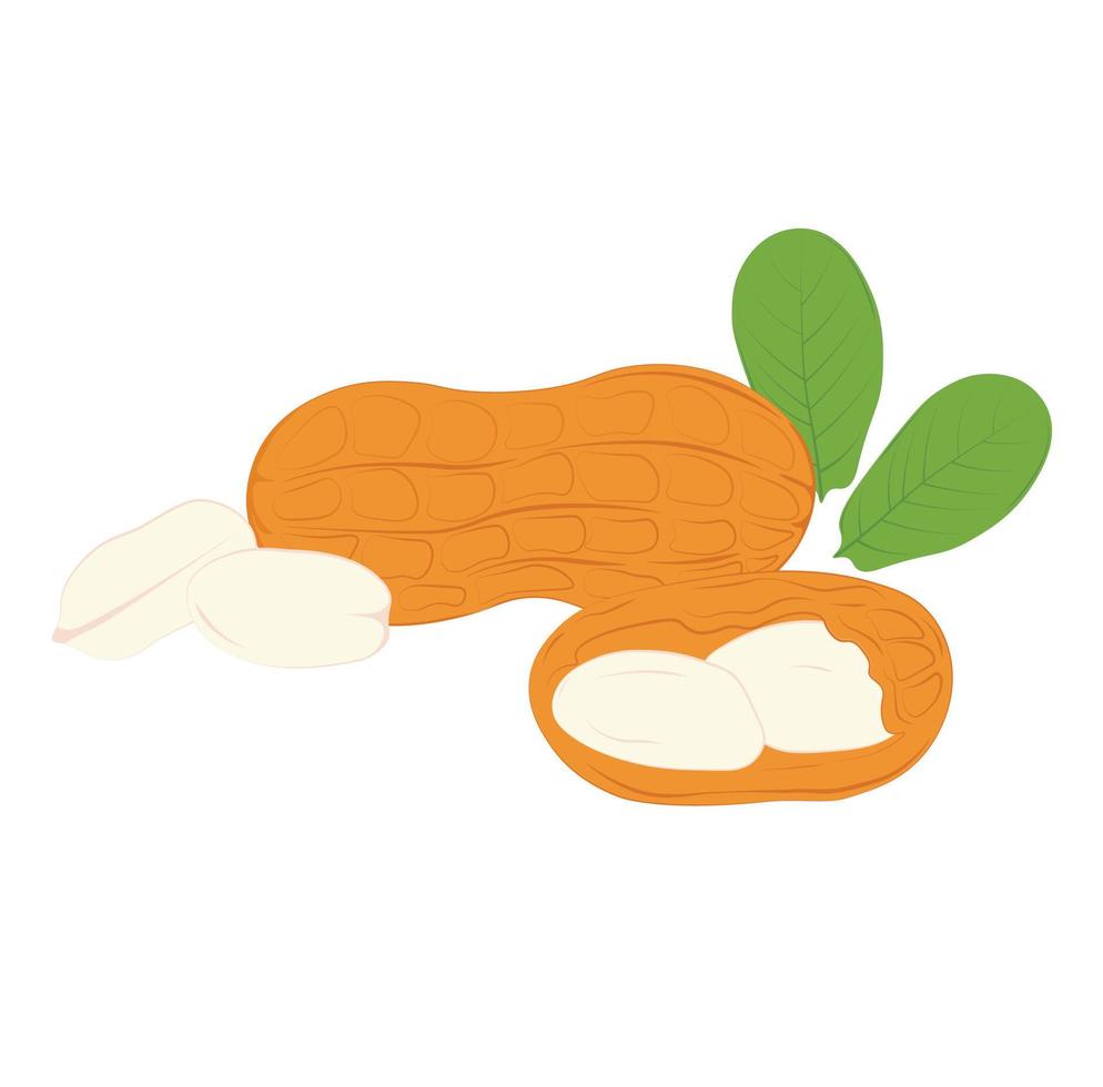 cacahuetes vector stock ilustración. una nuez en una cáscara. postre dulce, mantequilla de maní. proteína. Aislado en un fondo blanco.