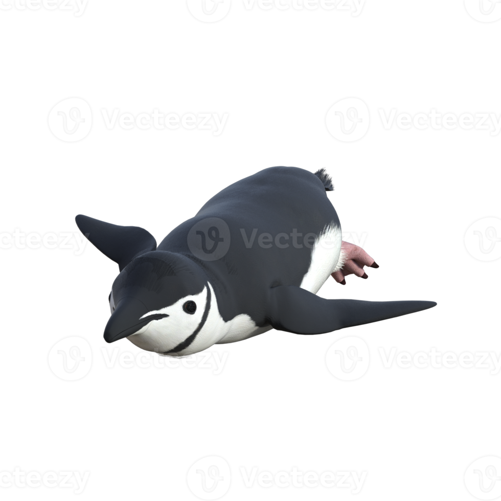 3d Penguin model illustration png