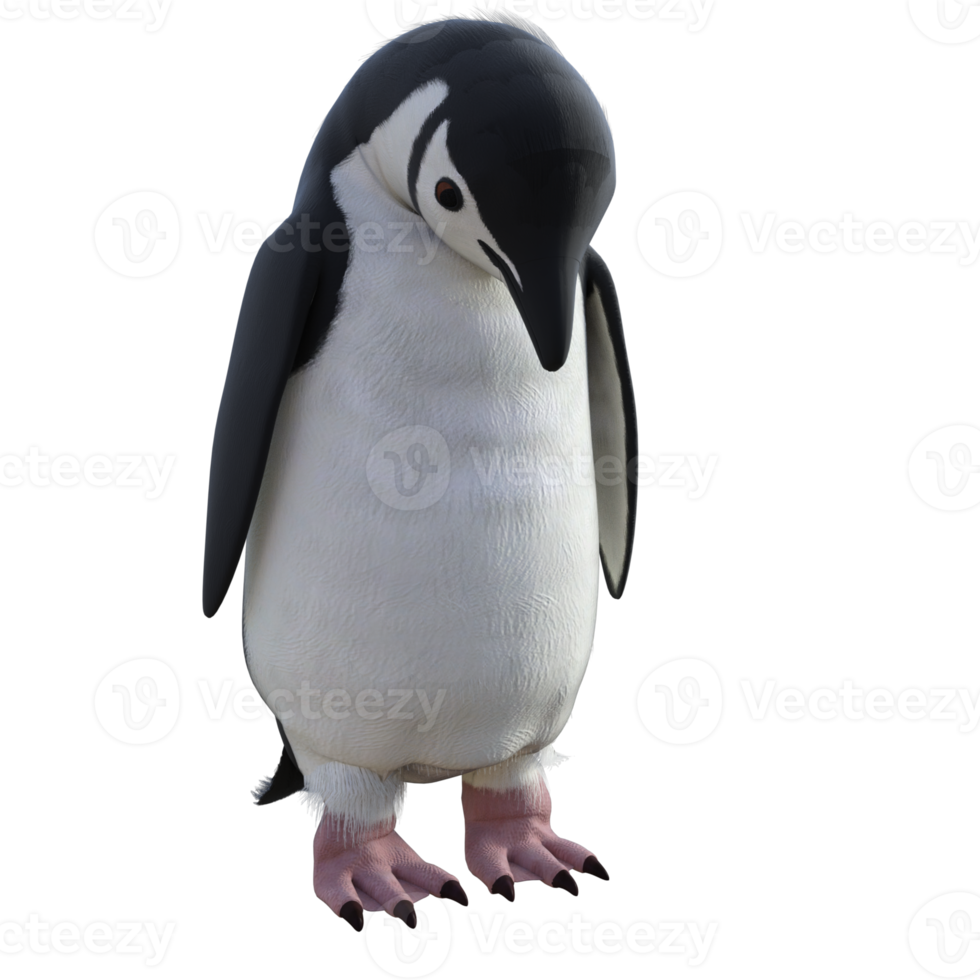 3d Penguin model illustration png