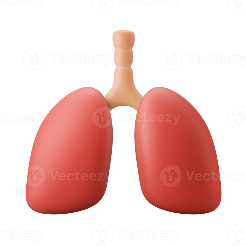 anatomy human lung internal breath organ 3d icon illustration png