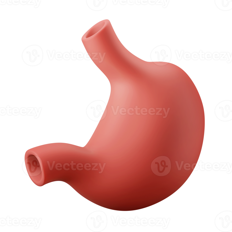 anatomía humana estómago órgano interno 3d icono ilustración png