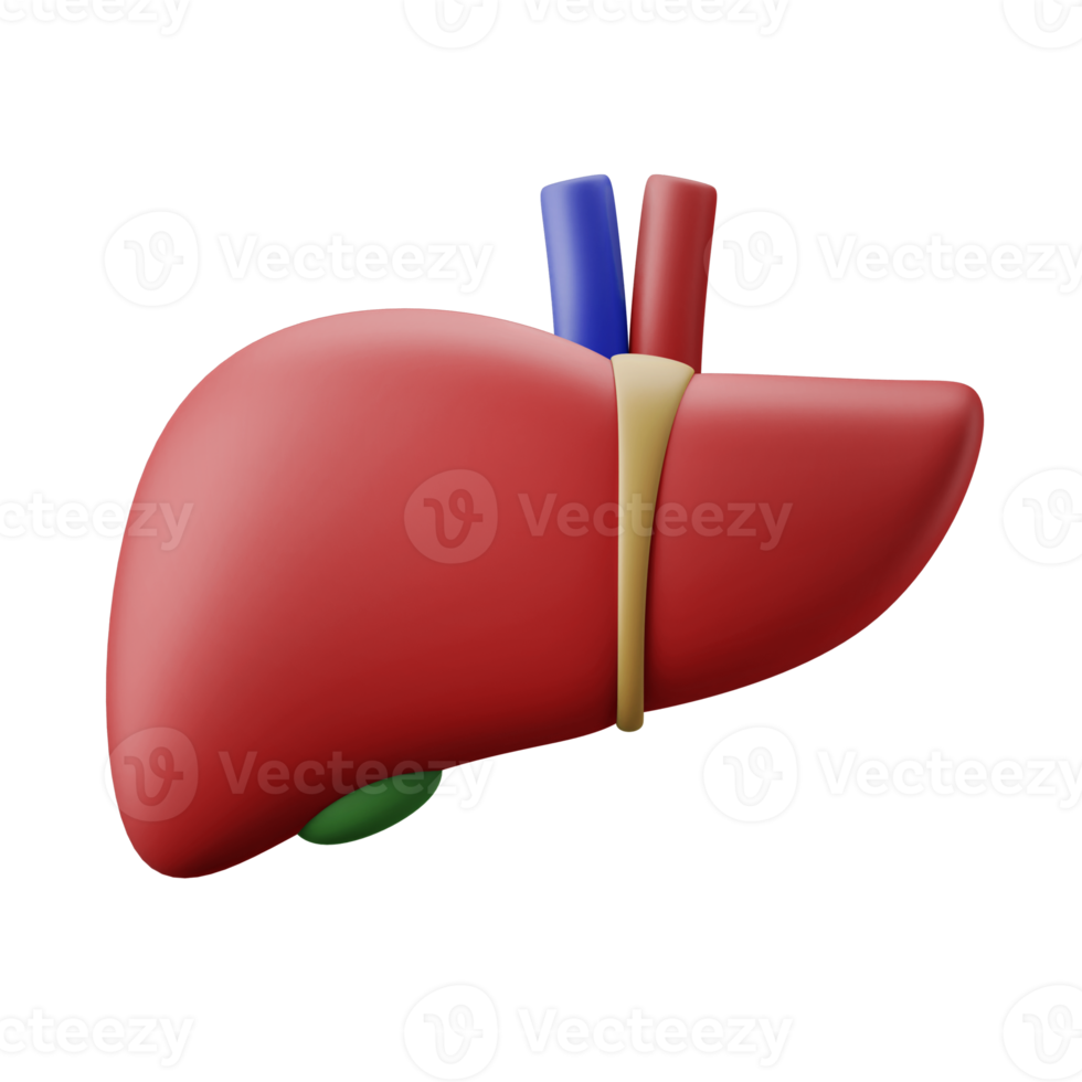 illustration de l'icône 3d de l'anatomie de l'organe interne hépatique du foie humain png