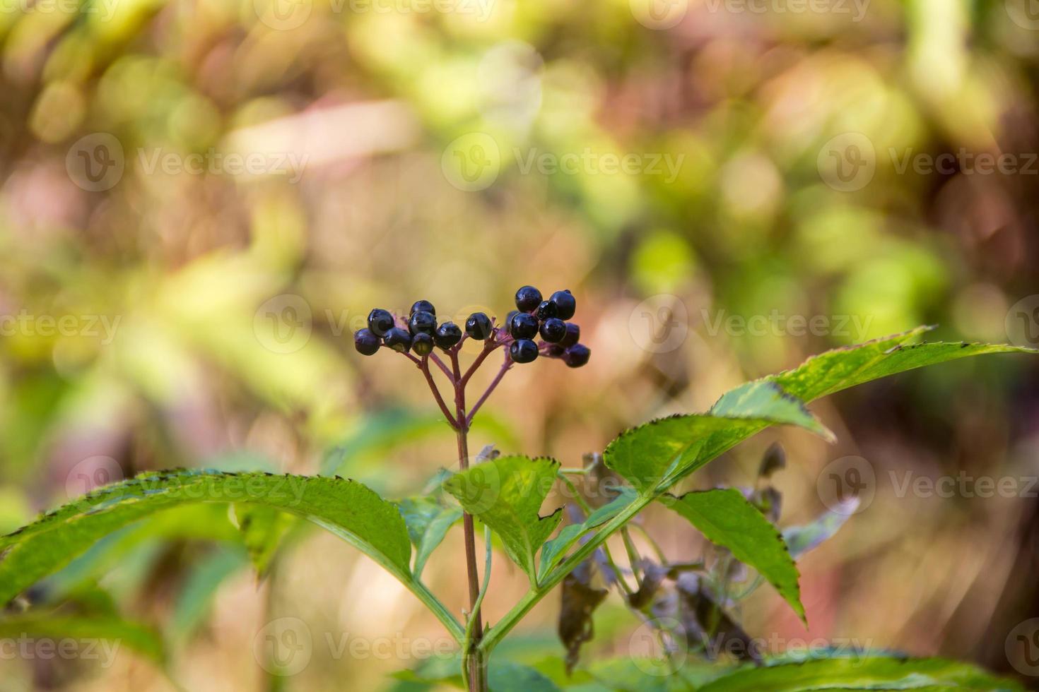 Clusters fruit black elderberry in spring garden photo