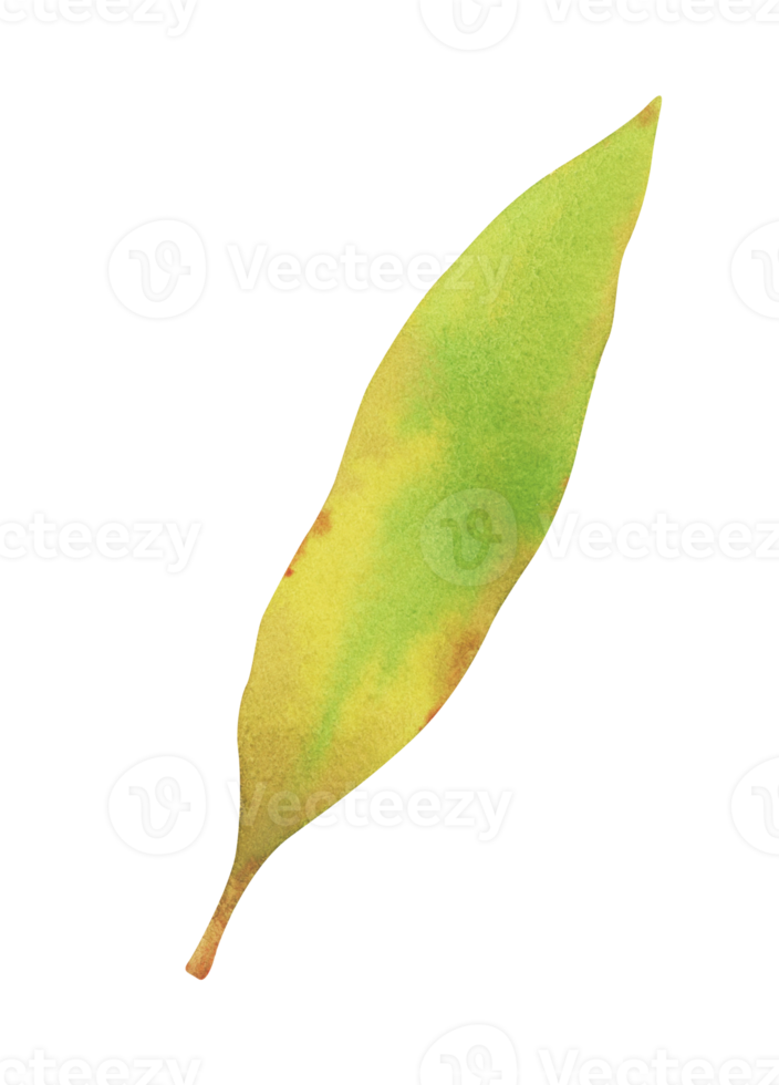 Watercolor design elements of green leaves. Botanic illustration. png