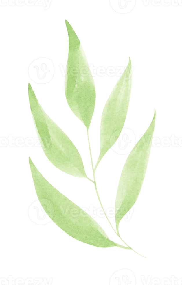 Watercolor design elements of green leaves. Botanic illustration. png
