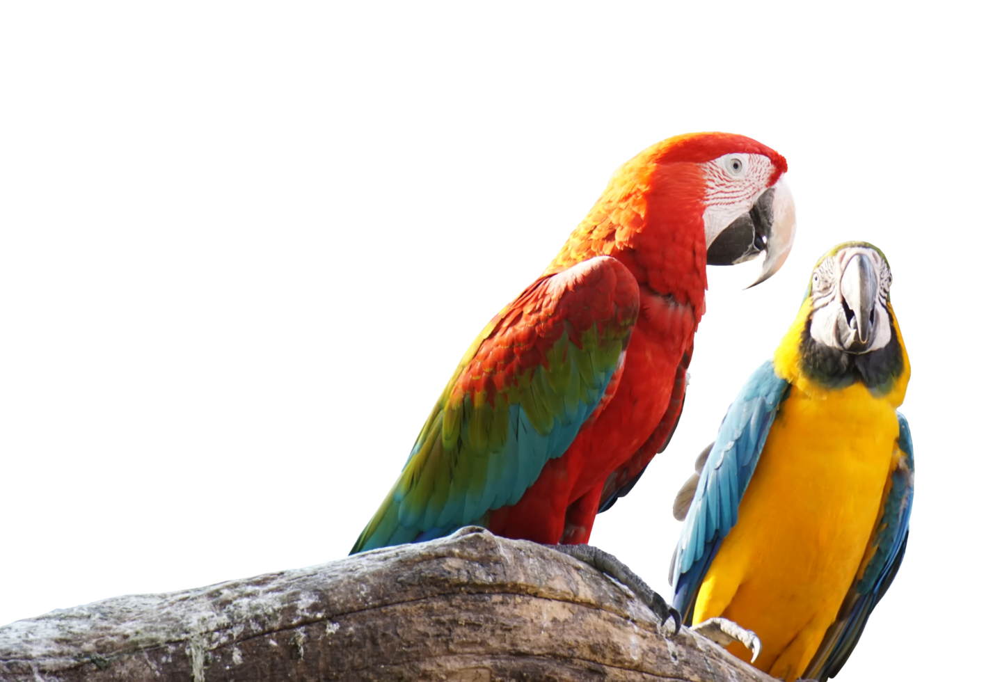 Macaws bird isolated on white background. png