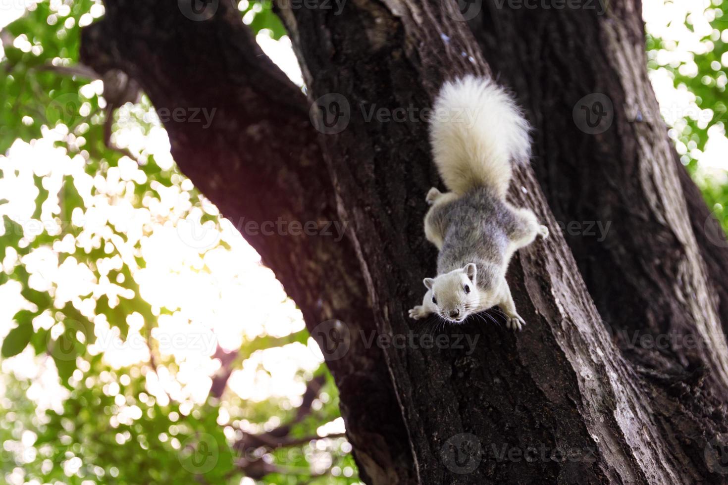 Finlaysons Squirrel on tree photo