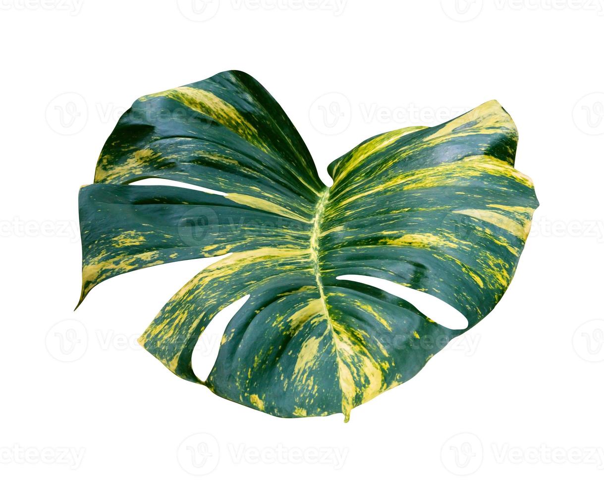 green leaves pattern of Epipremnum aureum foliage isolated on white background,leaf exotic tropical,include clipping path,Devil's ivy, Golden pothos photo