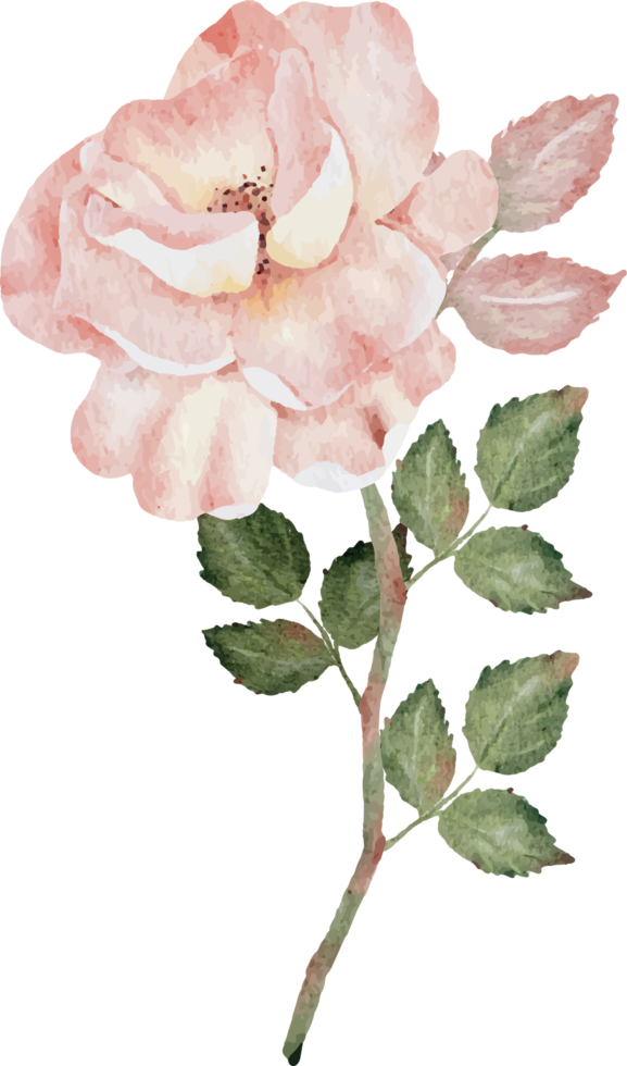 watercolor blooming rose branch flower bouquet png