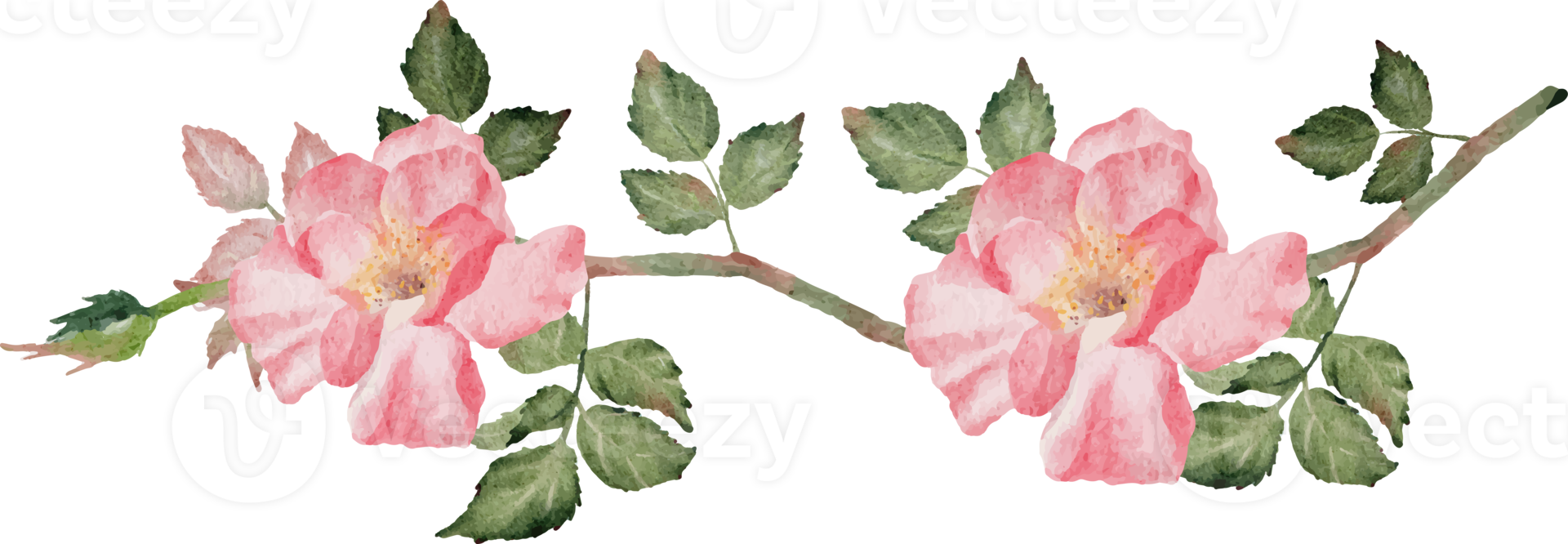 Aquarell blühender Rosenzweig Blumenstrauß Teiler png