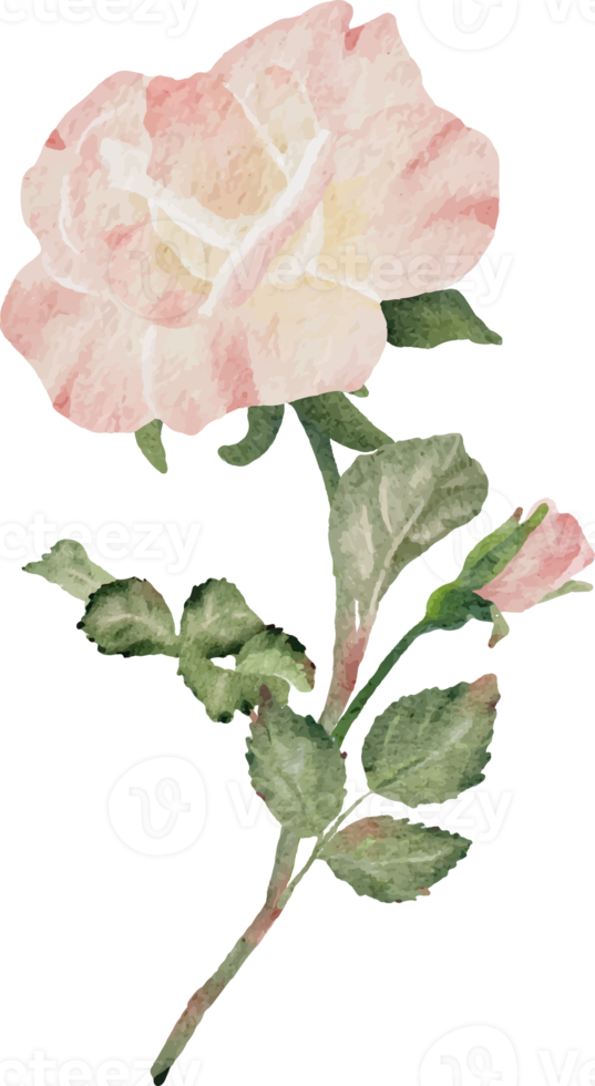 watercolor blooming rose branch flower bouquet png