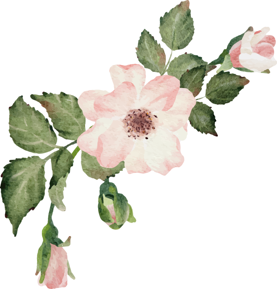 watercolor blooming rose branch flower bouquet png