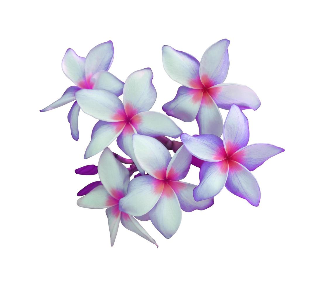 Plumeria or Frangipani or Temple tree flowers. Close up pink-white plumeria flower bouquet isolated on white background. Top view pink-purple flowers bunch. photo