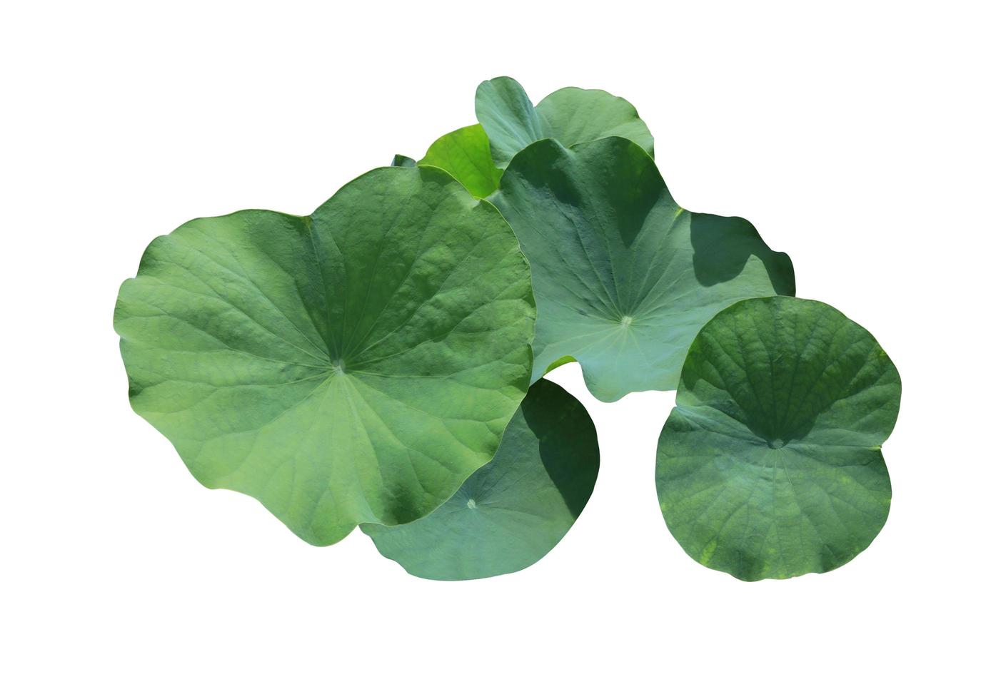 Lotus leaves or Nelumbo nucifera leaves. Close up green leaf of lotus flowers bush isolated on white background. The side of lily pad. photo