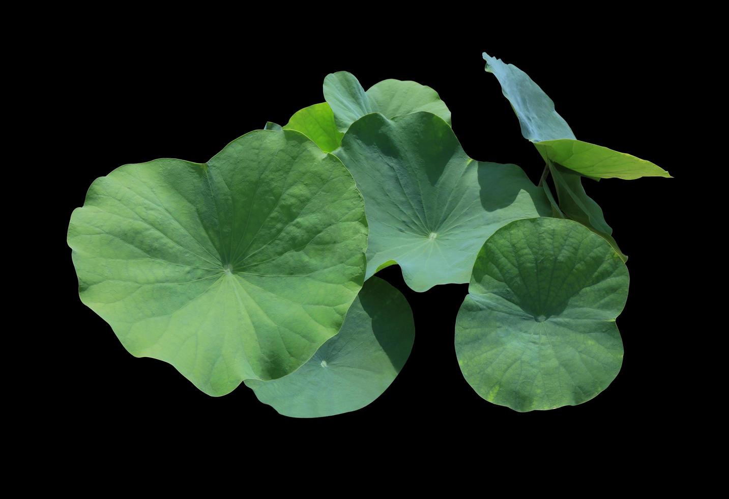 Lotus leaves or Nelumbo nucifera leaves. Close up green leaf of lotus flowers bush isolated on black background. The side of lily pad. photo