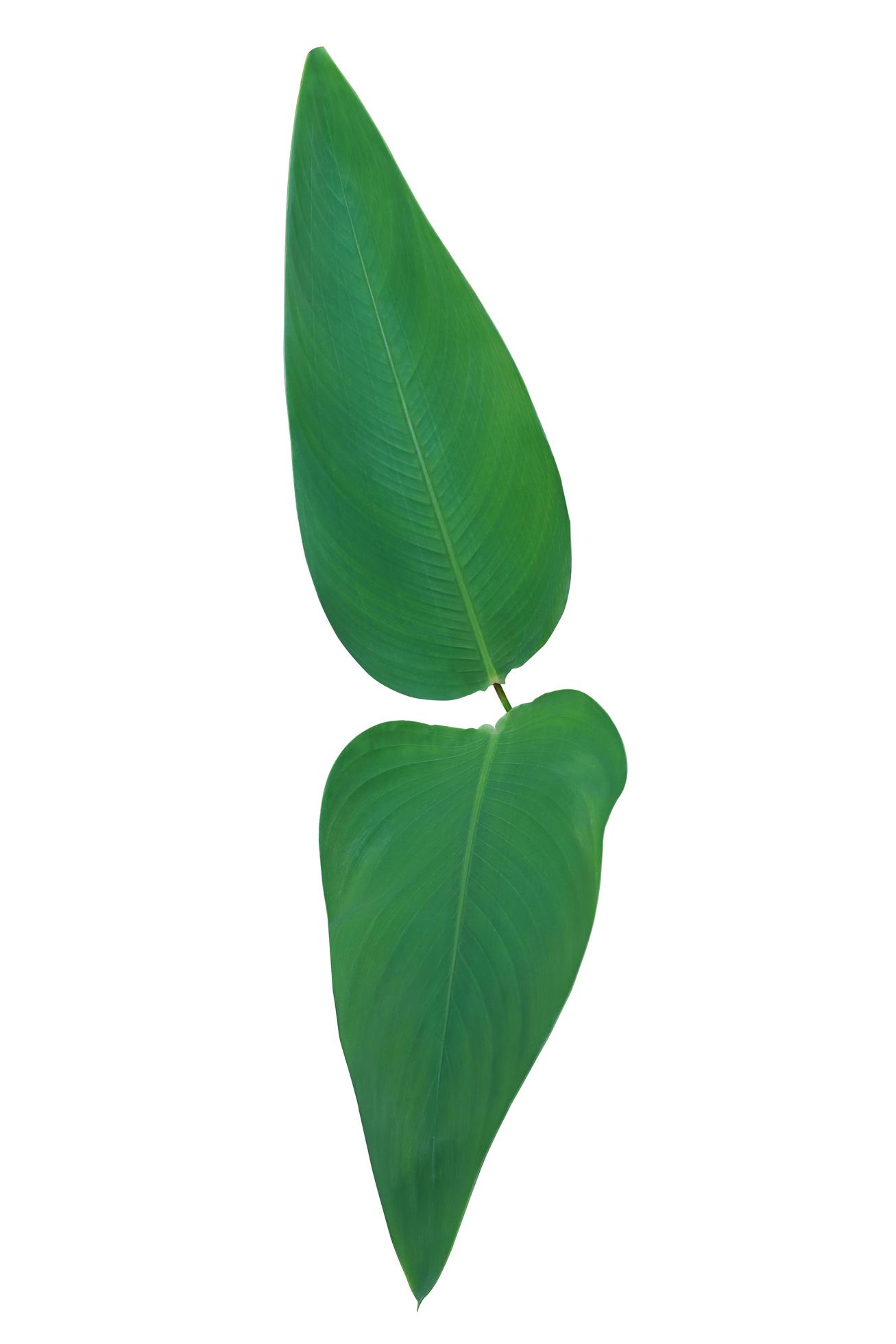 Water canna or Alligator flag or Fire flag leaf. Close up beautiful