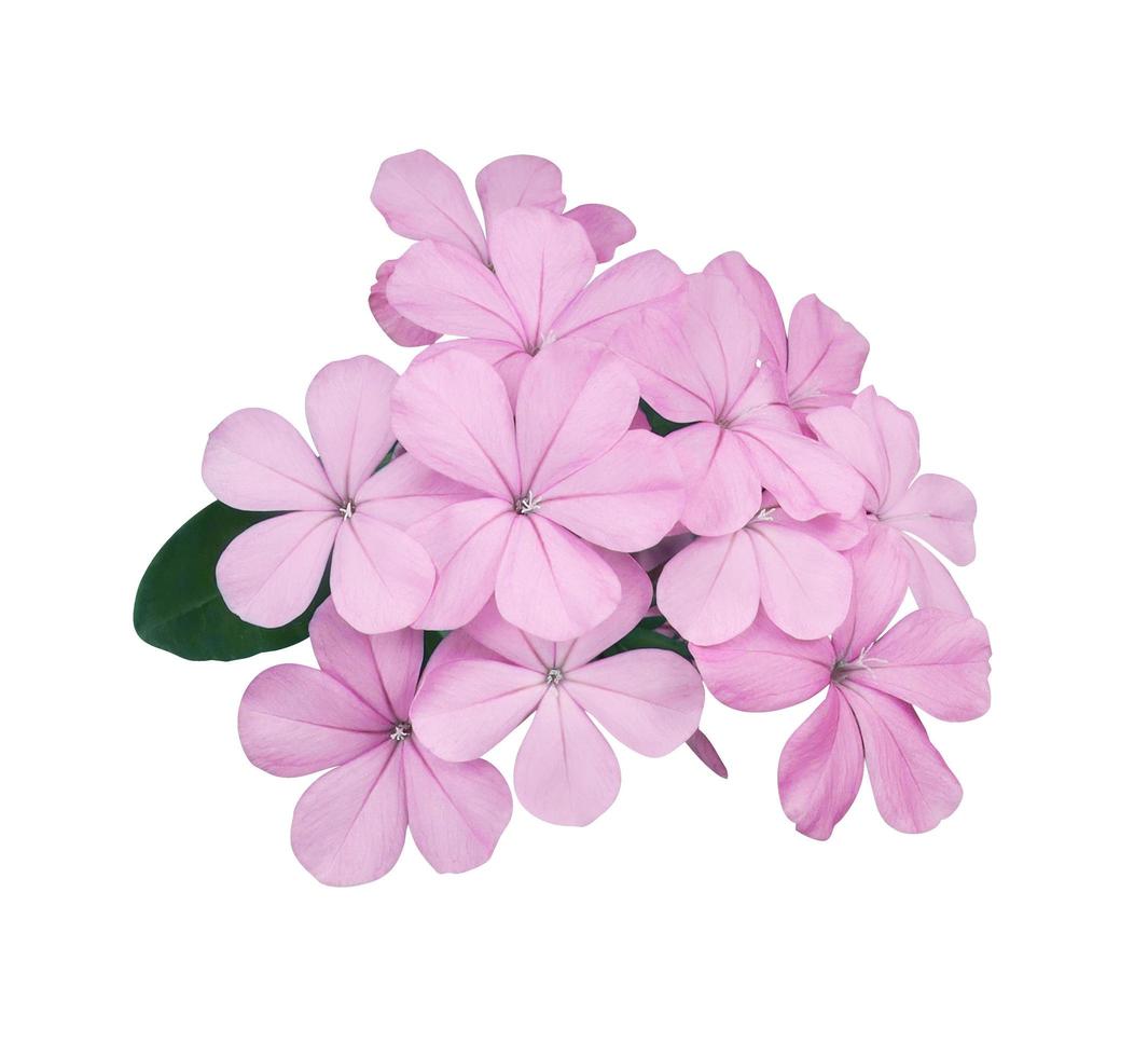 Beautiful pink flowers of Cape leadwort or Plumbago auriculata tree. Close up small pink-purple flower bouquet isolated on white background. photo