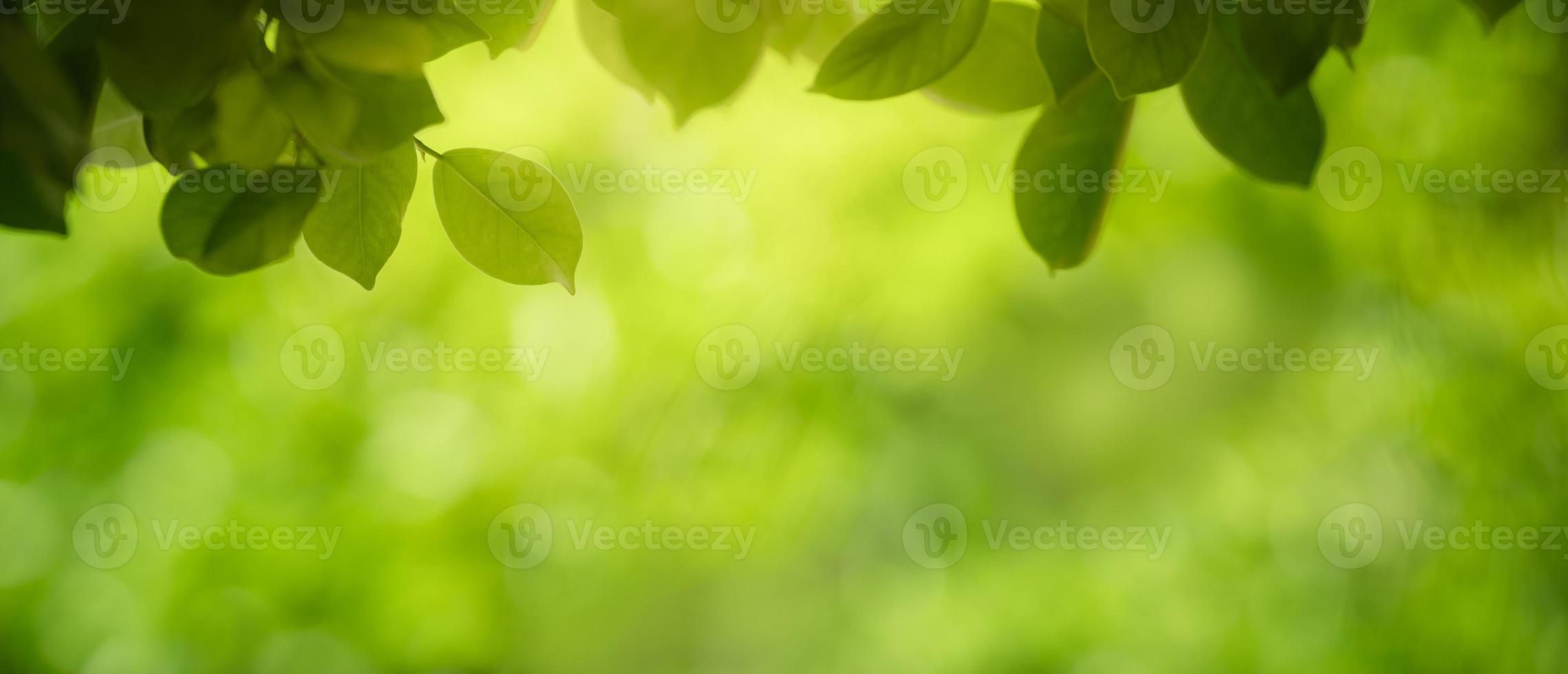 Closeup of beautiful nature view green leaf on blurred greenery background in garden with copy space using as background cover page concept. photo