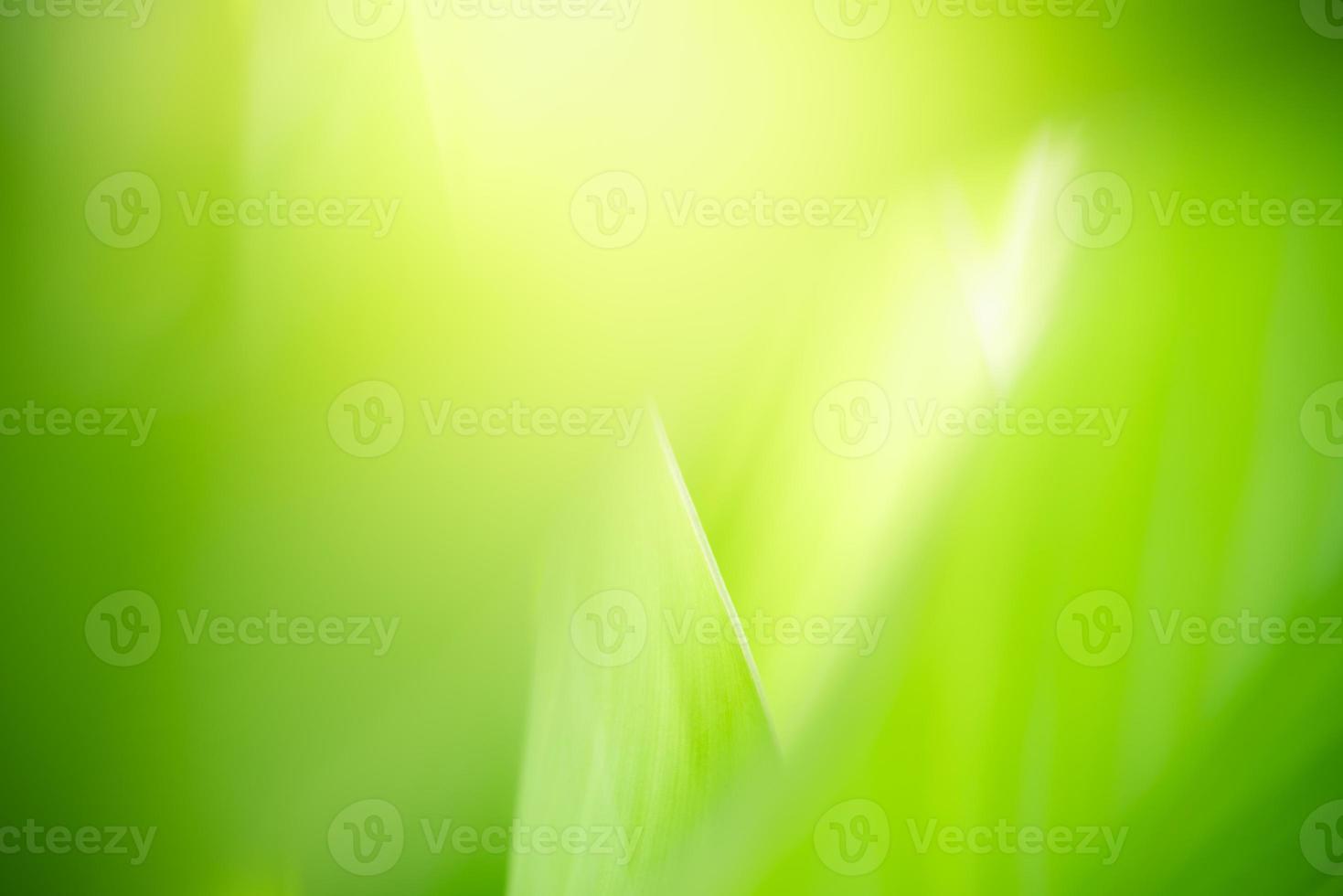 Abstract nature green blurred background nature leaf on greenery background in garden with copy space using as background wallpaper page concept.i photo