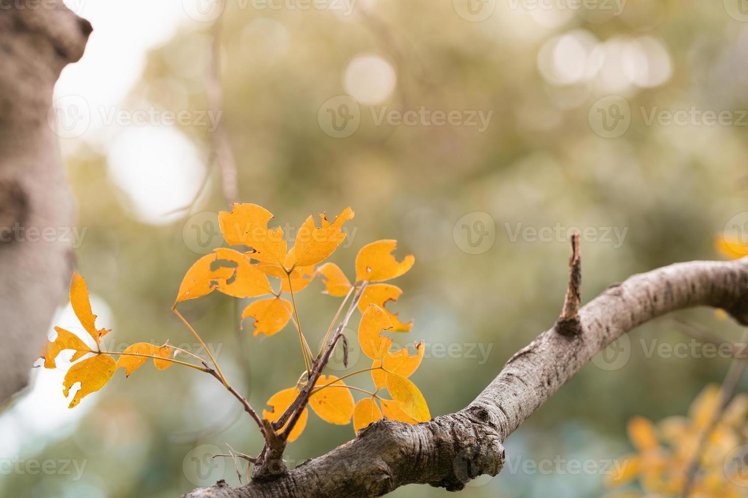 Closup of brown orange autumn leaf fall nature view on blurred background in garden with copy space using as background cover page concept. photo