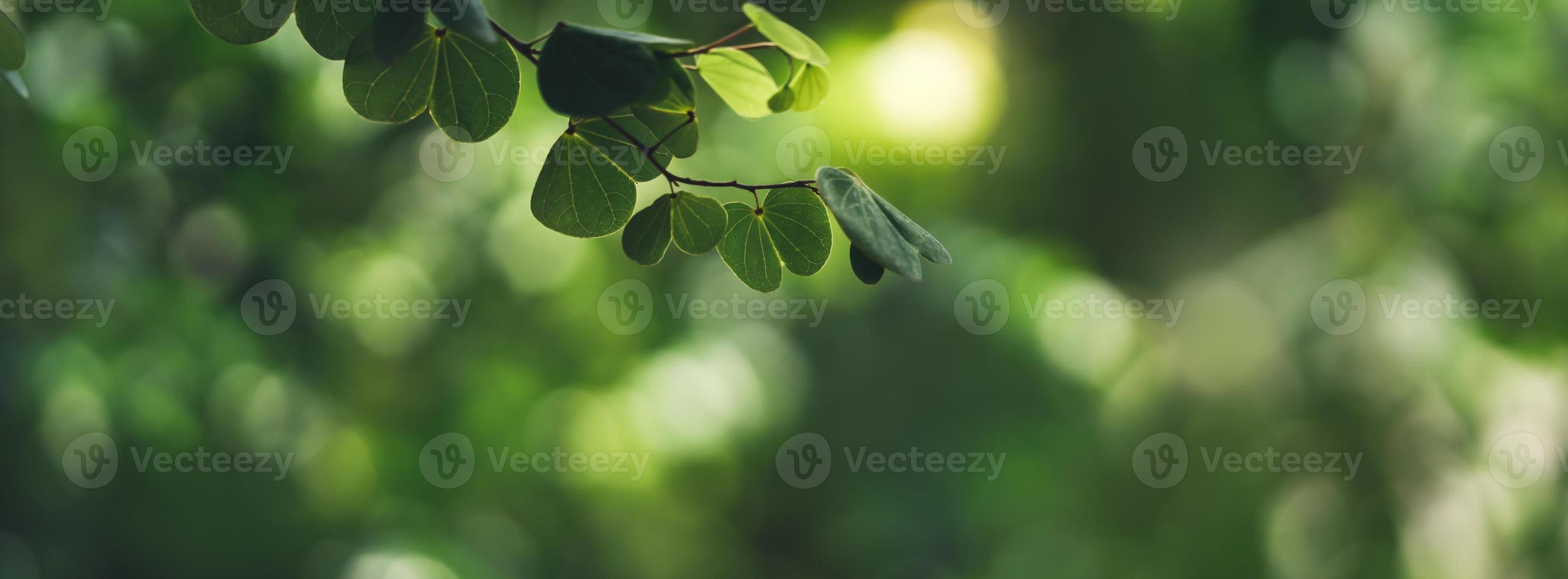 Closeup of beautiful nature view green leaf on blurred greenery shadow and background in garden with copy space using as background cover page concept. photo