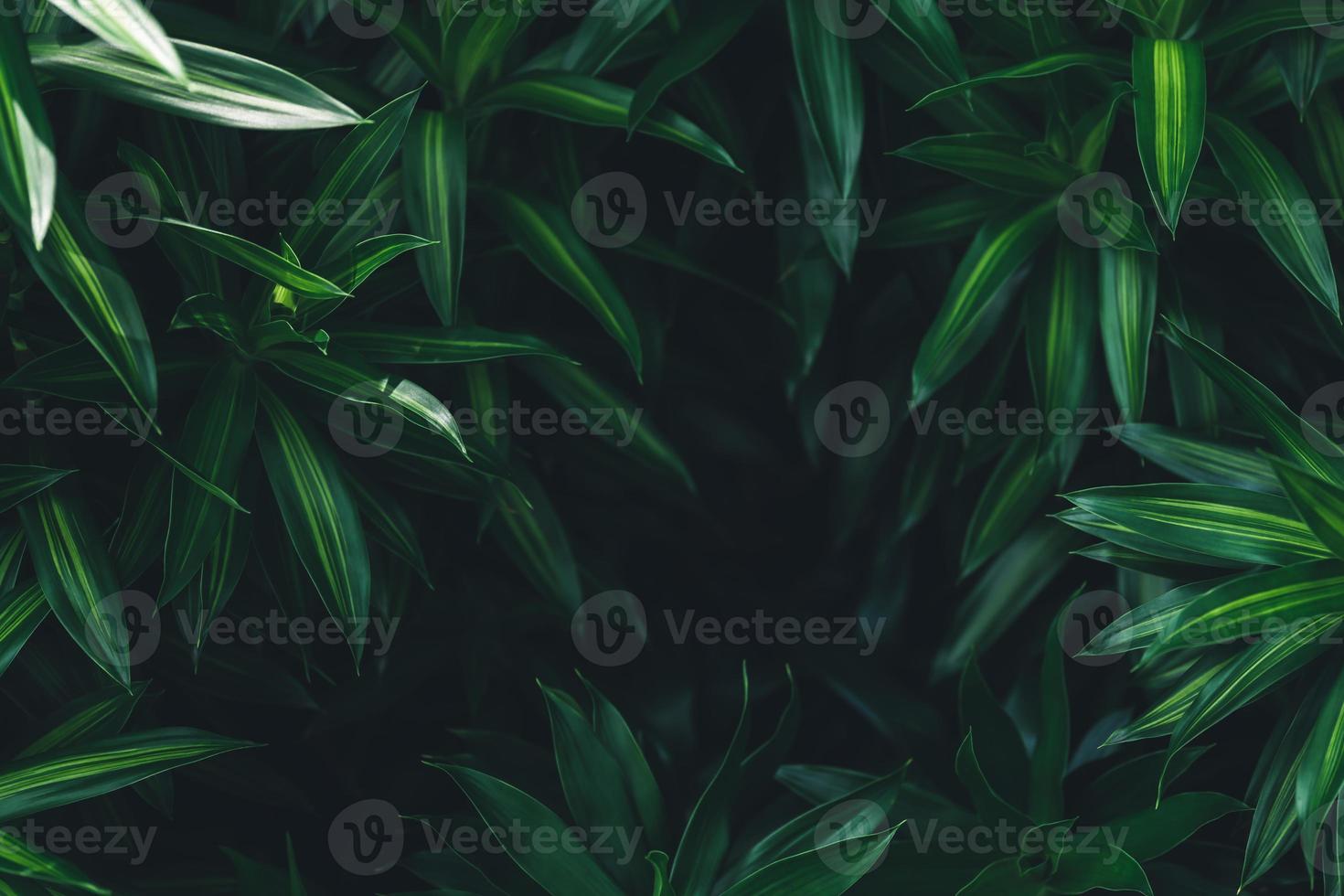 Closeup of green leaves in dark tones as natue background using as wallpaper background and cover page concept. photo