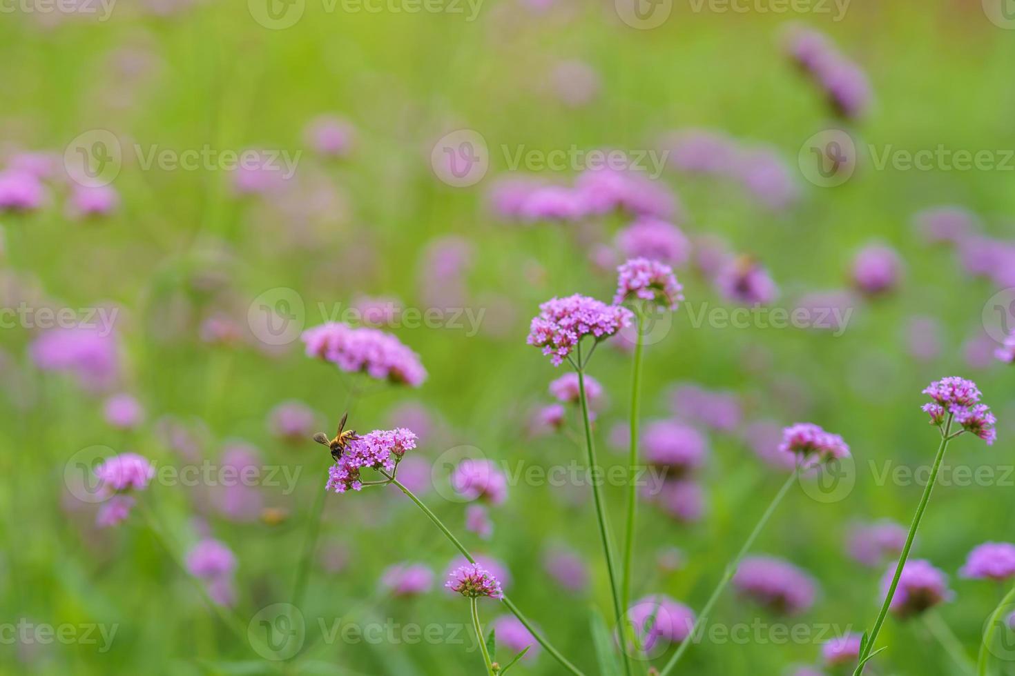 Honey bee pollinating pink purple flower in garden on blurred greenery background in garden with copy space using as background cover page concept. photo