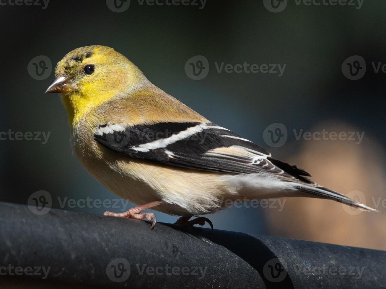 An American goldfinch perched on a feeder on a spring day in Texas. photo