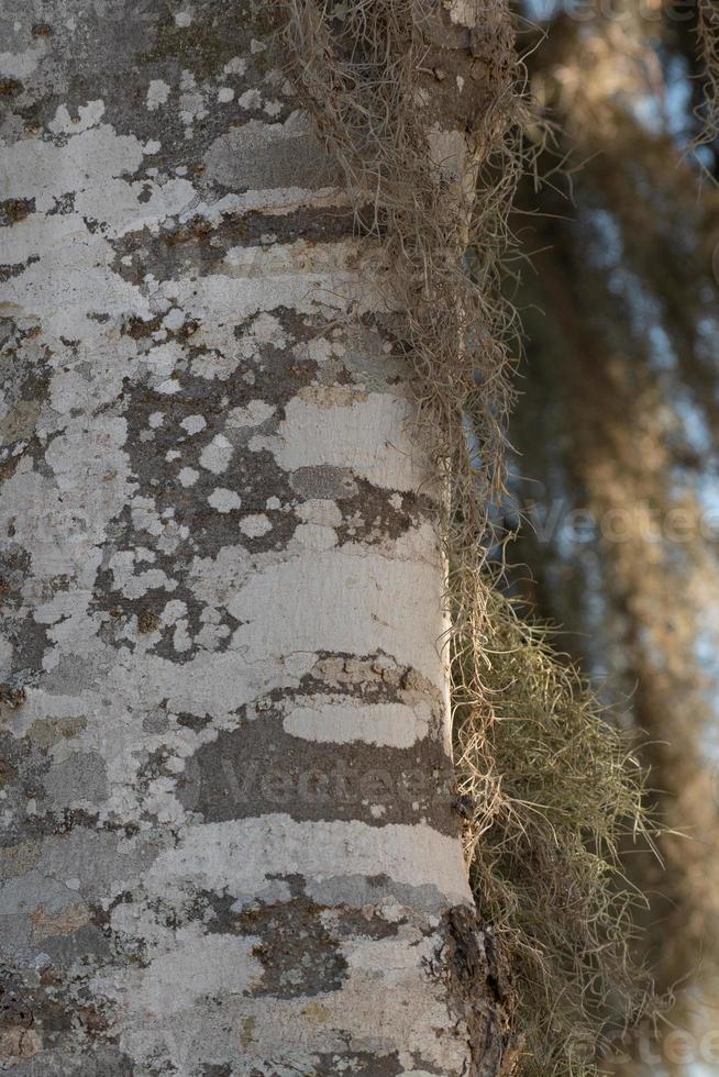 corteza de árbol gris y blanca cubierta de musgo español texturizado. foto