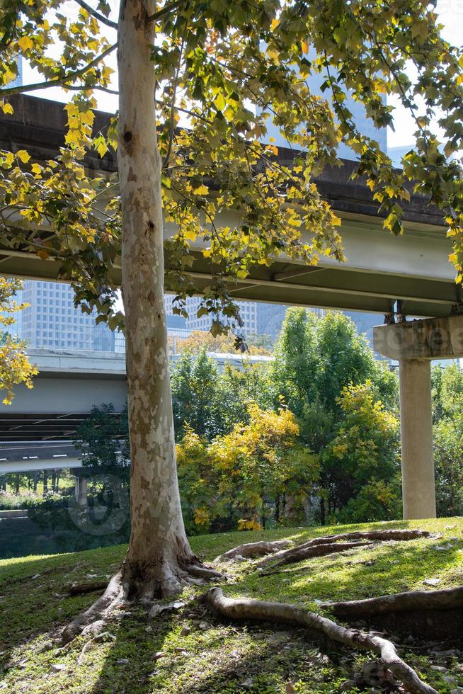 vista otoñal de un puente de carretera en un parque de houston. foto