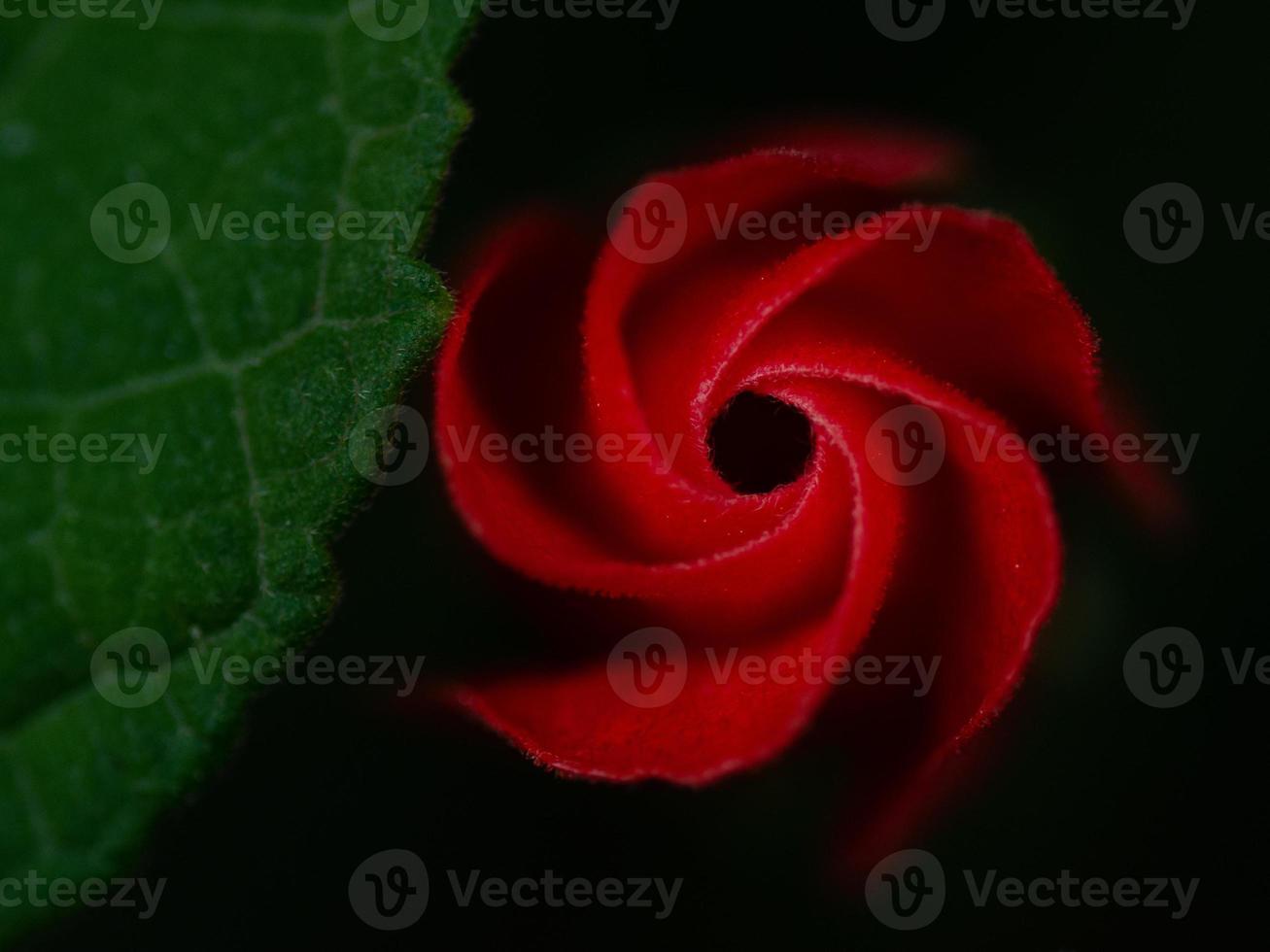 Close up of a red turks cap flower bud, malvaviscus arboreus, against a dark background. photo