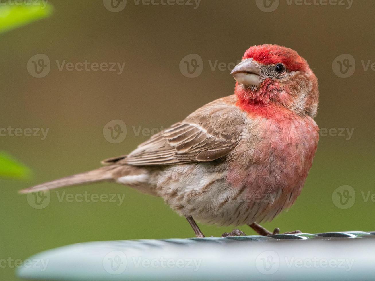 A male house finch stopping for a bath and a drink. photo