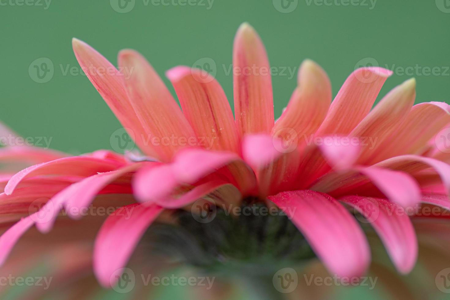 primer plano de los pétalos de una margarita de gerbera rosa sobre un fondo verde. foto