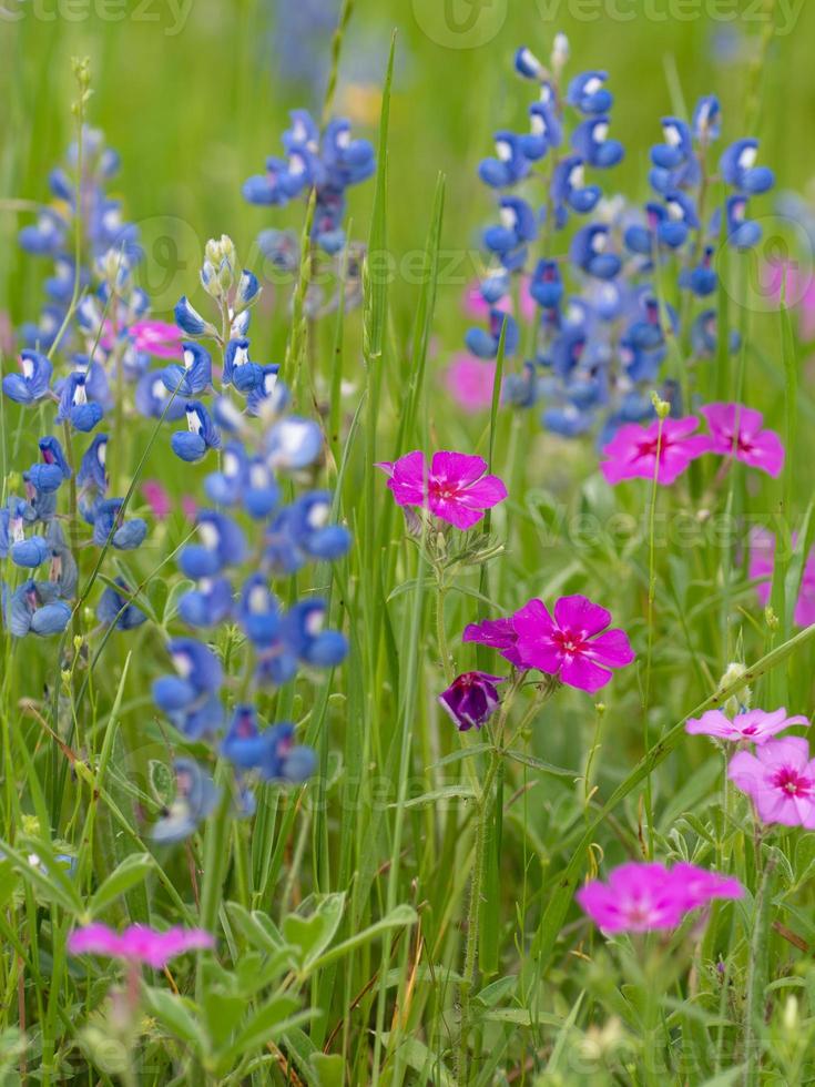 Bluebonnet and phlox wildflowers blooming in a Texas meadow during spring. photo