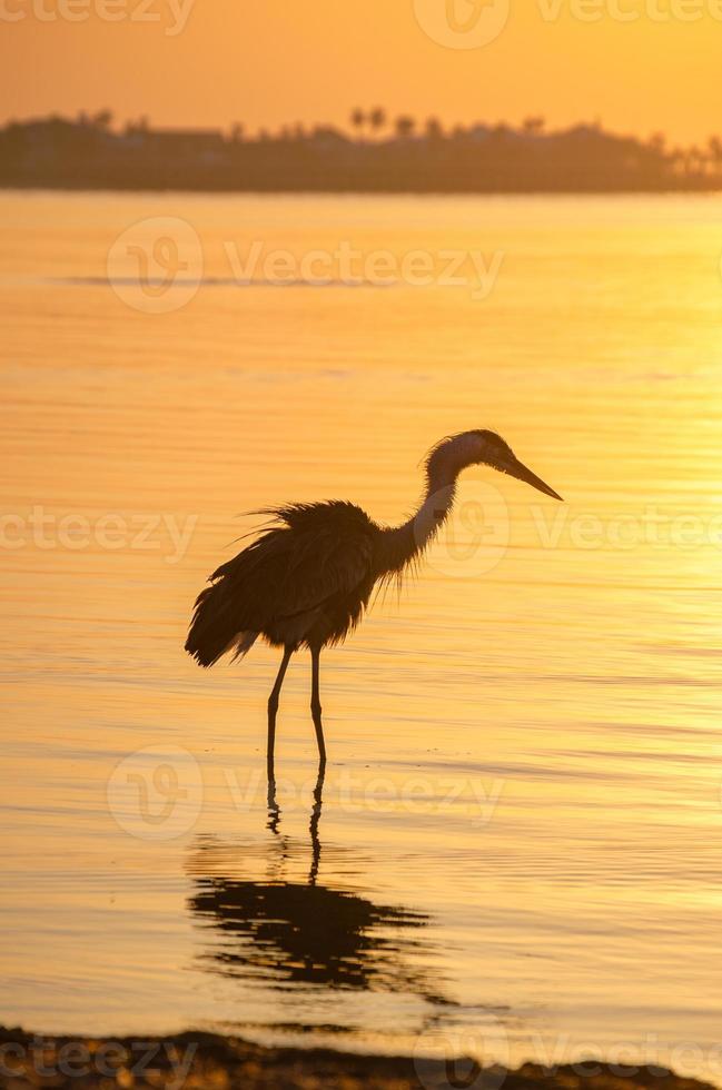 A Great Blue Heron searches for breakfast during a golden sunrise. photo