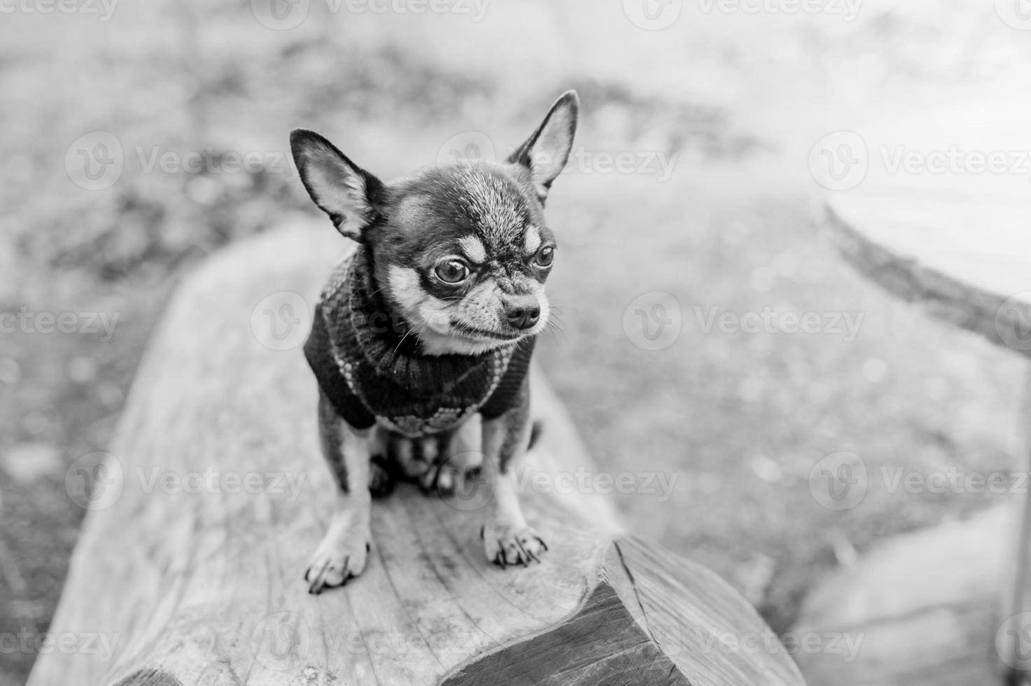 Chihuahua tricolor dog. Black and white photo of a small purebred dog in nature.