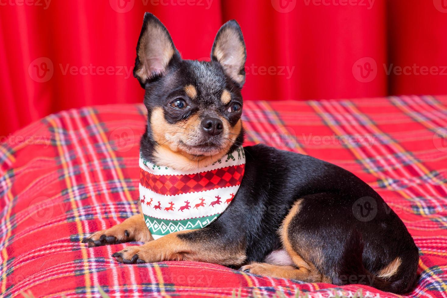 Chihuahua portrait. A mini chihuahua dog in a Christmas bandana on a red background. photo