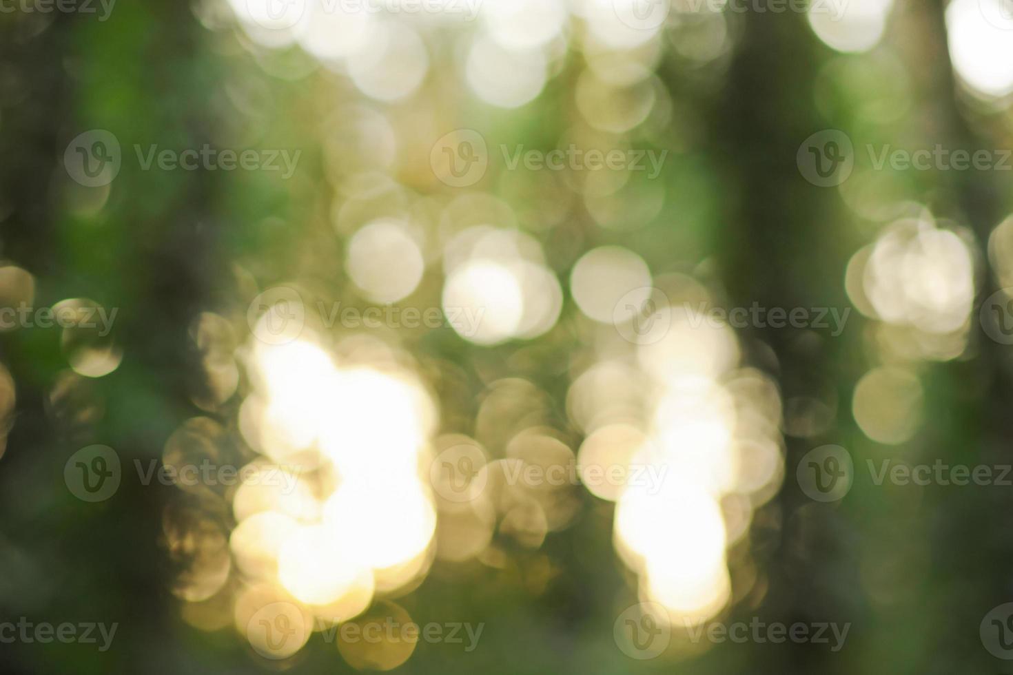 Defocus forest. Defocus glare from the sun's rays at sunset. photo