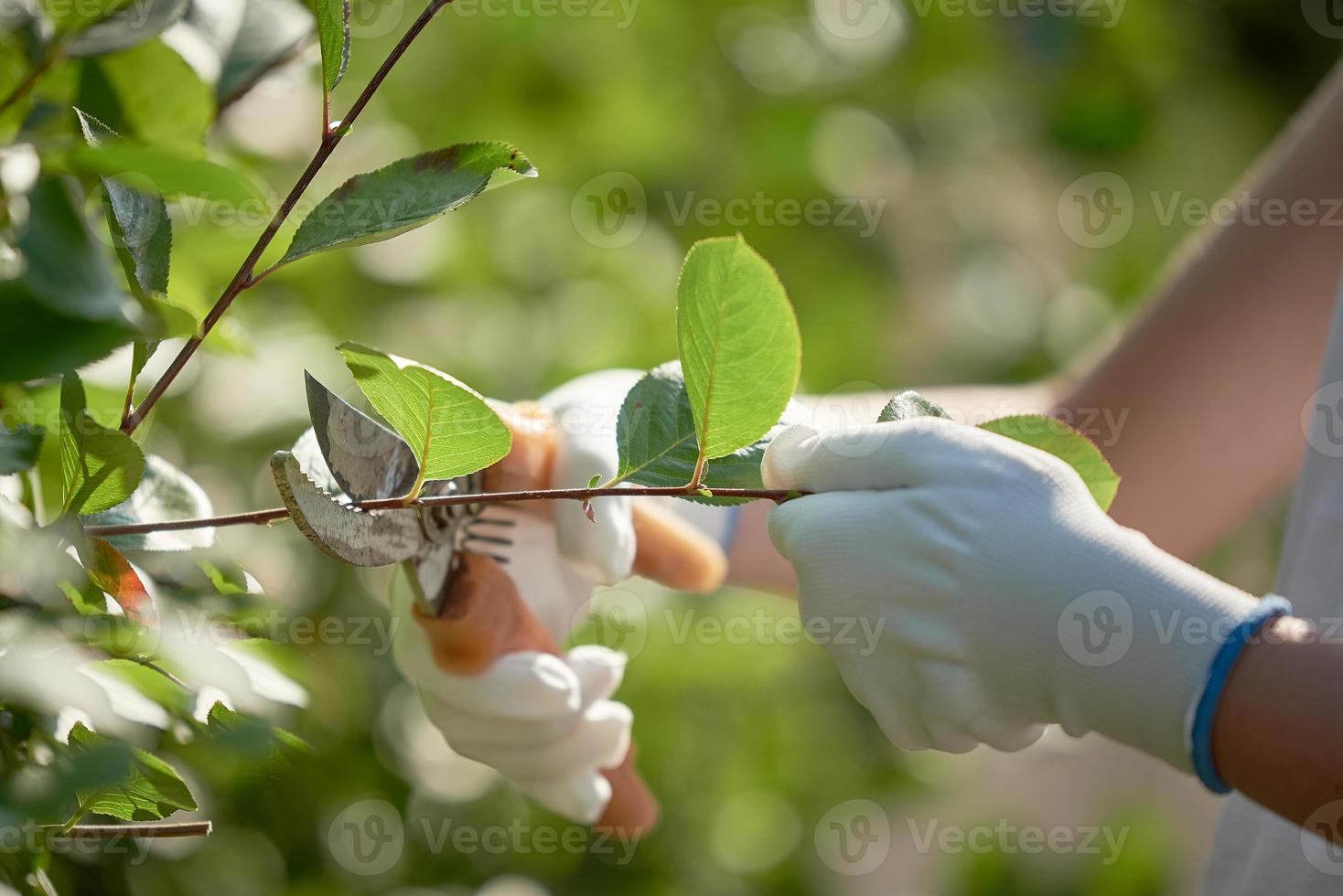 Female hands in white gloves, cut the branches with pruning shears. photo